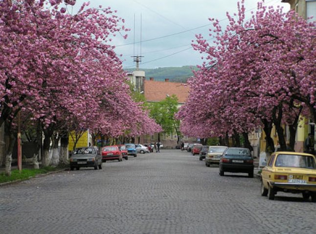 Посол Японії саджатиме сакури у Мукачеві