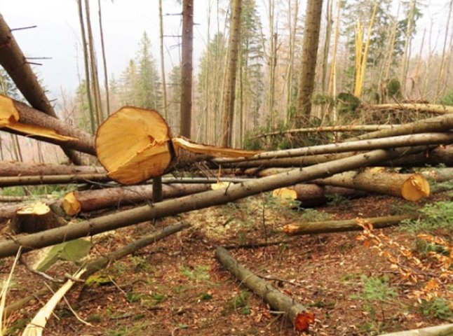 На Хустщині незаконно нарубали лісу на 250 тисяч гривень