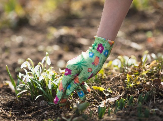 Вербний тиждень 2026: що категорично заборонено робити в ці 7 днів