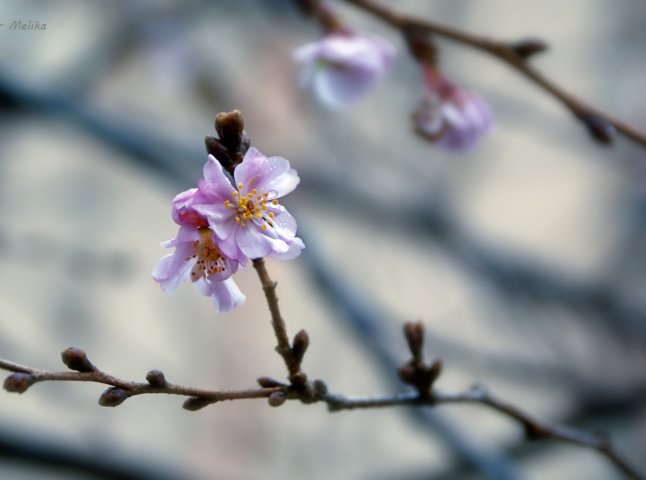 Через аномально теплу погоду у Мукачеві розцвіла сакура (ФОТОФАКТ)