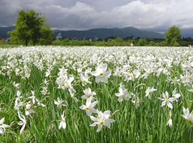 У Карпатському біосферному заповіднику запевняють: під час пожежі у Долині нарцисів квіти не постраждали