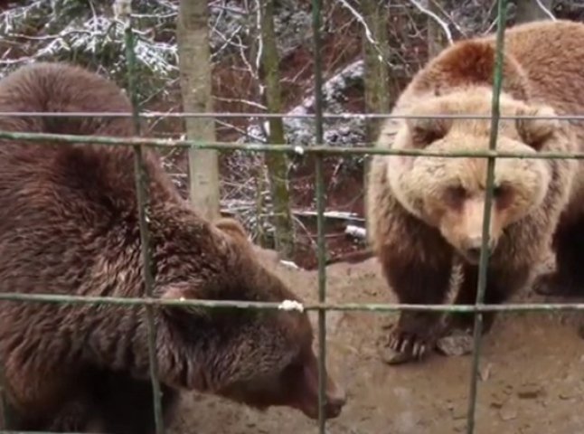 У Центрі реабілітації бурих ведмедів з’явився новий житель