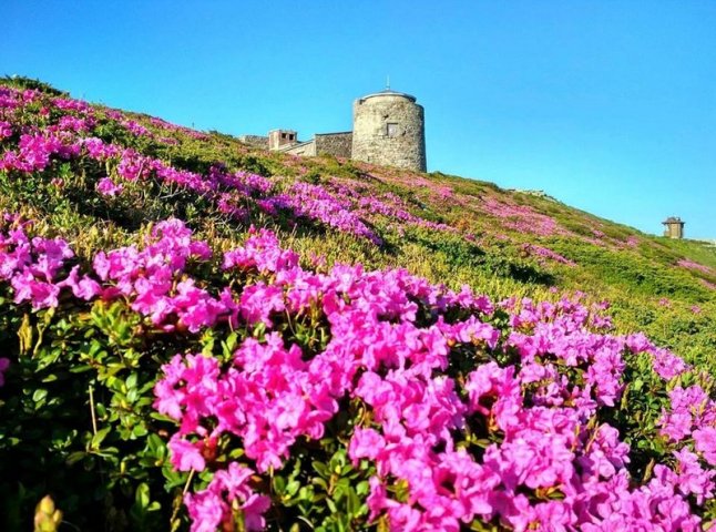 Гора Піп Іван вкрилася рожевим цвітом