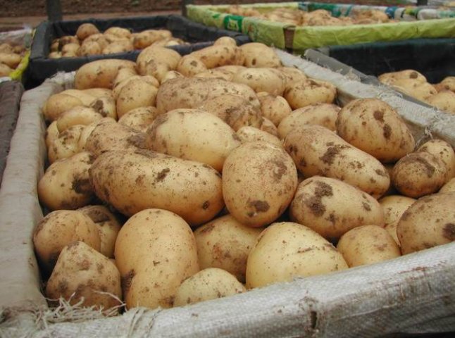 У Закарпатті вартість картоплі є найнижчою серед усіх регіонів України