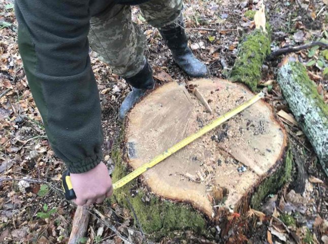 На Закарпатті виявили незаконну вирубку дерев