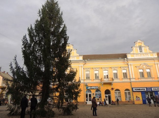 У центрі Берегова встановили новорічну красуню