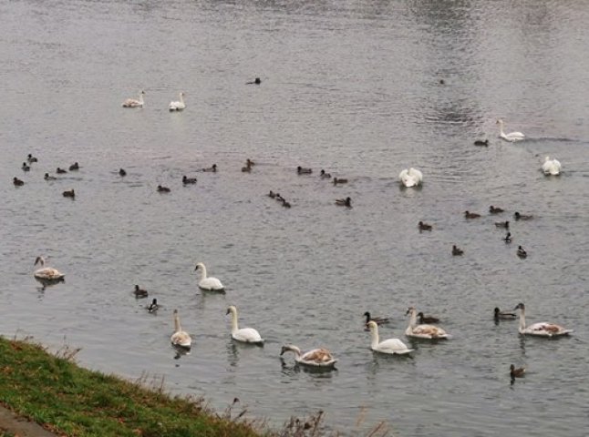 "Пташиний" рекорд в Ужгороді: 25 лебедів прилетіли на річку Уж