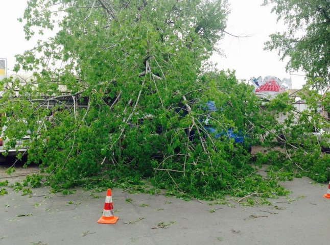 На вулиці Краснодонців в Ужгороді гілка дерева впала і розтрощила два транспортні засоби