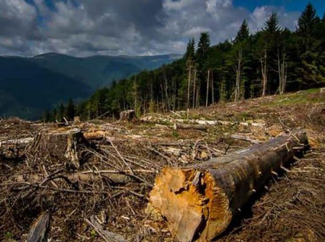 Зоя Темнохудова: "Збереження лісу потребує виваженої державної політики"