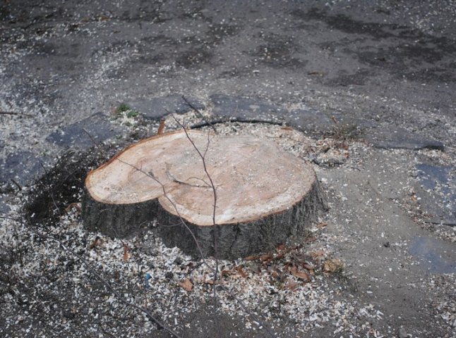 У Мукачеві на вулиці Берегівській спиляли дерево (ФОТО)