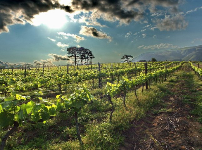 На Ужгородщині вигоріло 100 га виноградників