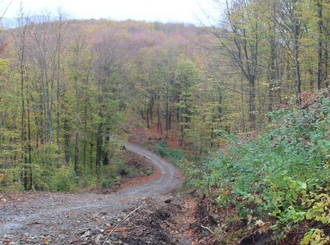 На Перечинщині проведено капітальну реконструкцію лісової дороги