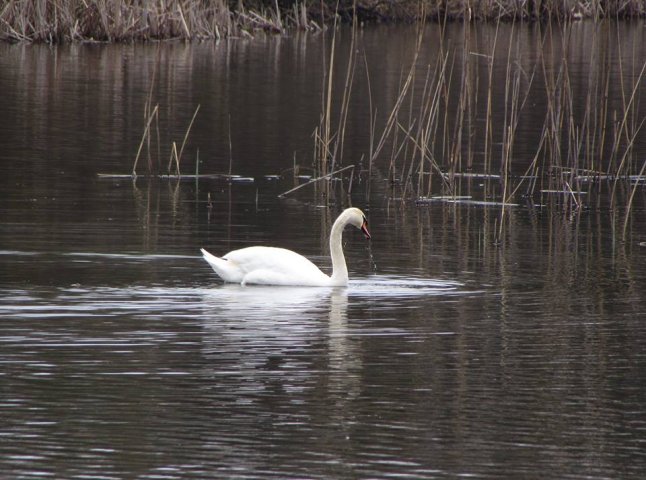 На озерах біля Мукачева оселилася зграя красенів-лебедів