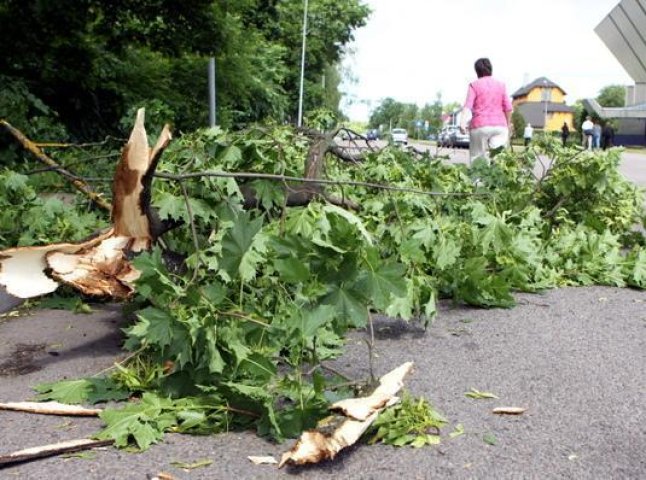 Мешканці Ужгорода не задоволені "приборканням" аварійних дерев у місті (ВІДЕО)