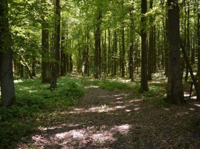 Неподалік Мукачева у лісі заблукав чоловік