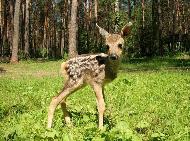 Селяни врятували на Закарпатті новонароджену косулю