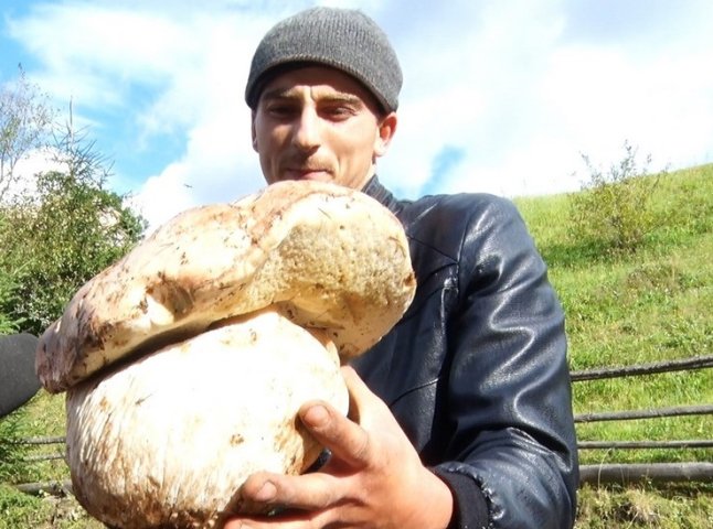 У закарпатських лісах знаходять велетенські білі гриби