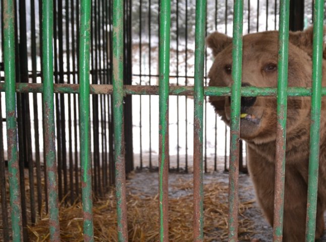 Трьох ведмедів, які 15 років провели у клітці, привезли на Закарпаття