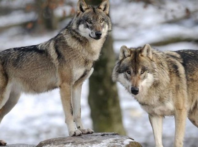 Вовки почали нападати на дворогосподарства в одному із закарпатських сіл