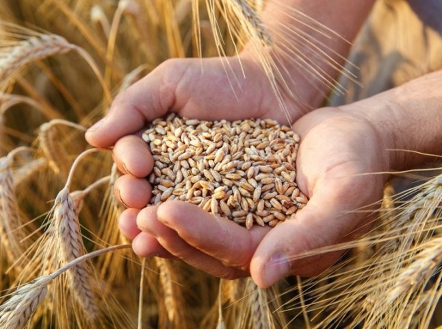 Україна експортувала рекордну кількість зерна