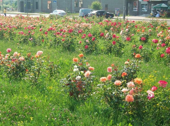 На площі Злагоди в Росвигові цвіте алея троянд (ФОТО)