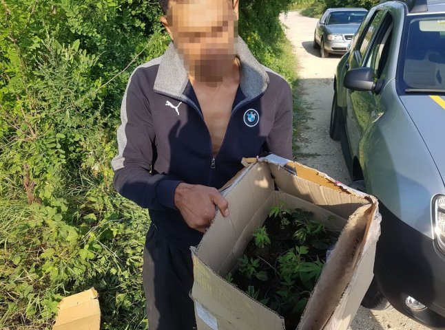 Поліція затримала чоловіка, який ніс в коробці саджанці забороненої рослини