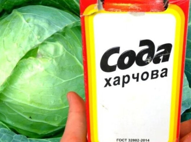 Зробіть цей хитрий трюк із содою — капуста виросте, як на дріжджах Натуральне добриво для капусти