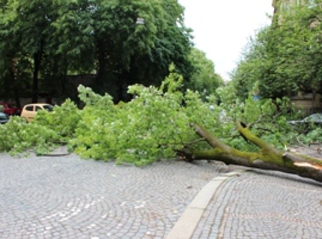 В Ужгороді на перехресті вулиць Крилова та Довженка впало дерево