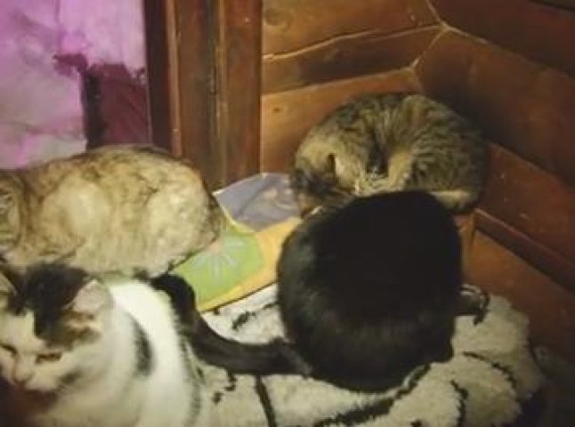 Котяче царство: в одному з туристичних закладів Закарпаття живуть більше 60 котів
