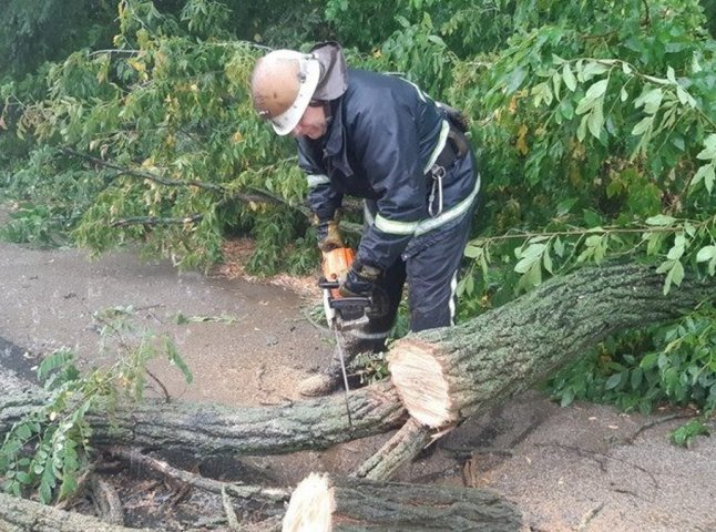 Через негоду у Мукачівському районі на трасу впало дерево