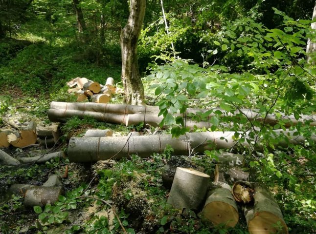 Четверо закарпатців незаконно вирубали дерев на 75 тисяч гривень