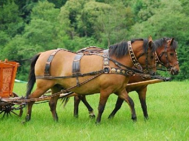 На Свалявщині відбудеться фестиваль гуцульських коней