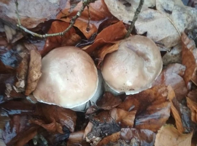 Зима грибам не перепона: закарпатці хизуються щедрим грибним "уловом"