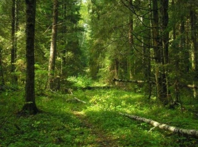 Тячівські рятувальники разом з місцевим населенням шукають зниклу жінку