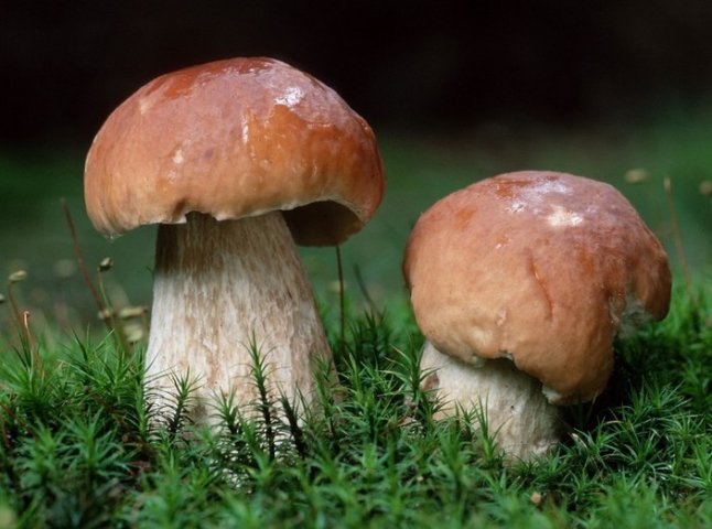 У лісах Закарпаття продовжують збирати гриби