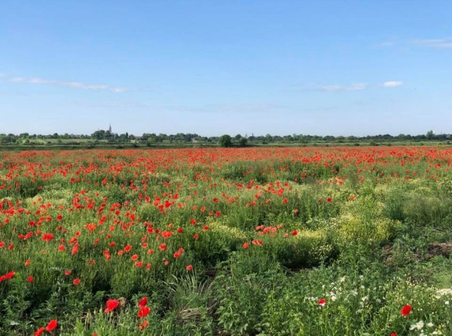 Нове місце для селфі: в інтернет-мережі показали фото мальовничого макового поля на Мукачівщині