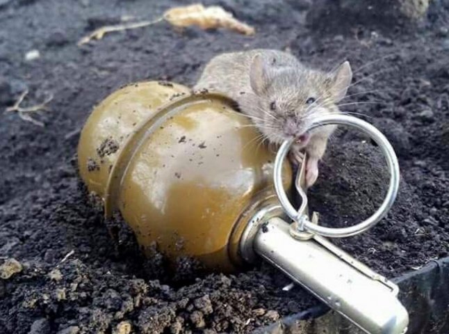 Воїн 128 Закарпатської бригади розповів про неприємну ситуацію з мишами в окопах