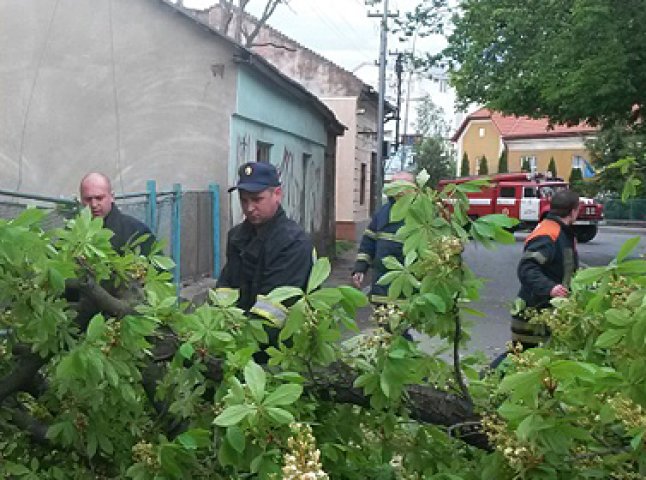 Сильний вітер спричинив падіння дерев в Ужгороді (ФОТО)