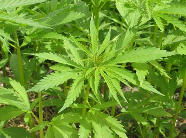 Житель Мукачева вирощував марихуану