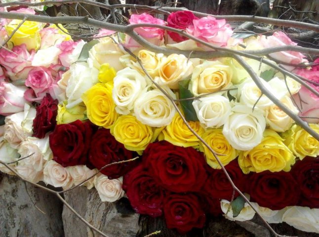 Головною квіткою фестивалю кохання у Чинадієві буде троянда