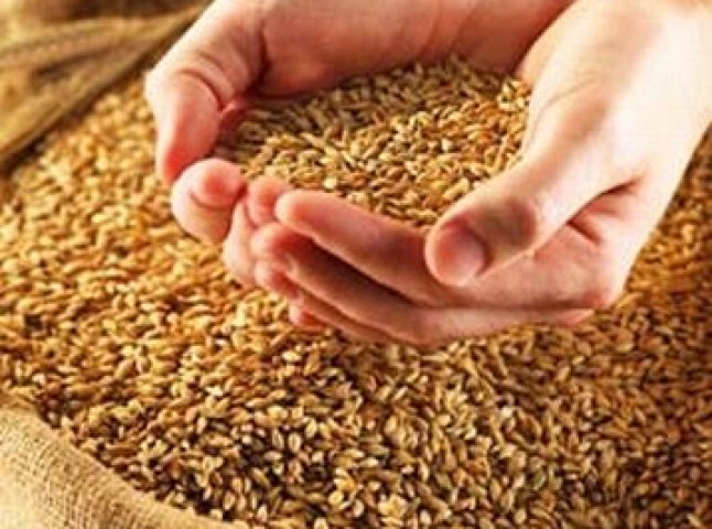 Цьогоріч на Закарпатті зберуть зерна на 15 тонн менше