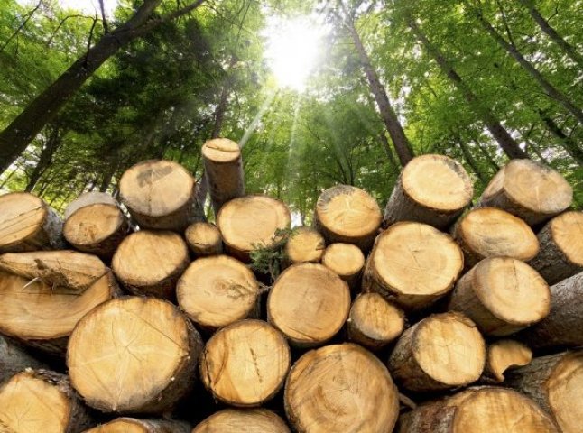 Прокуратура подала позов через виявлені незаконні рубки лісу зі збитками на майже 7 мільйонів