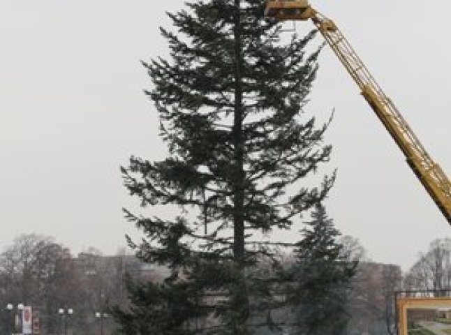 Головна ялинка Ужгорода привезена із Рахівщини і у висоту сягає 16 метрів