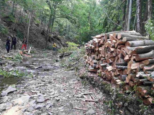 Масштаби вирубки лісів у межах одного урочища: зловмисники залишили після себе майже сотню пнів