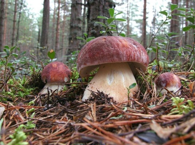«Весняне диво»: у Карпатах розпочався сезон білих грибів