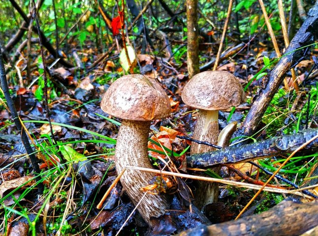 Грибний сезон на Закарпатті: в яких районах вже збирають гриби