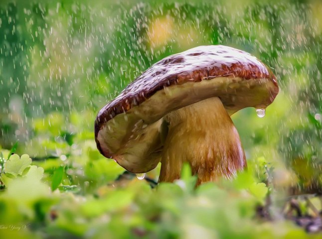 Закарпатці хваляться у соцмережах зібраними грибами