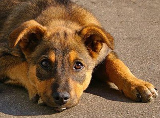 У Мукачеві в мікрорайоні Черьомушки невідомі потруїли собак (ВІДЕО)
