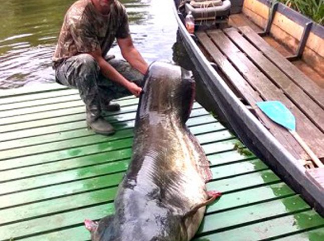 На річці Тиса рибалка спіймав 80-кілограмового сома