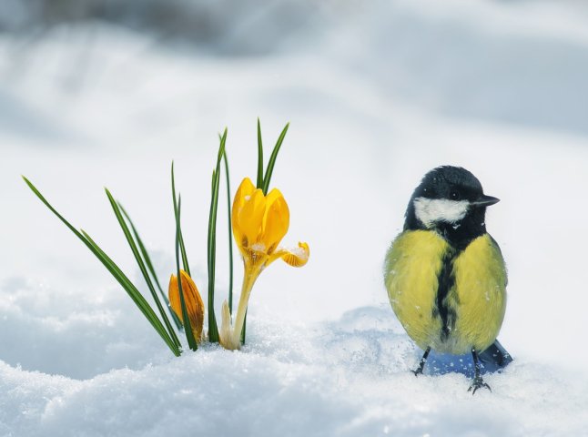 Зима посеред весни: частину України накриють холод та снігопади